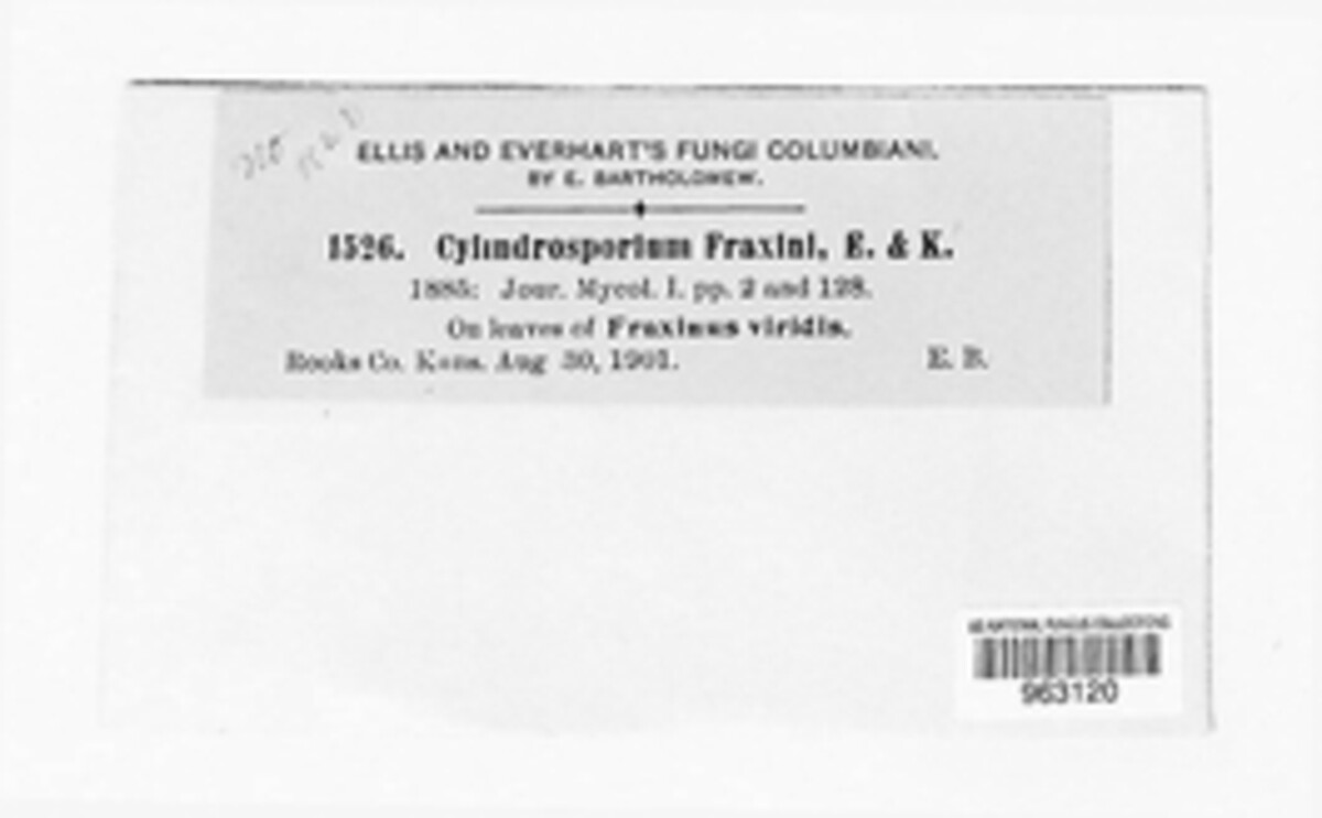 Mycosphaerella fraxini image